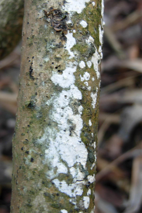 tanti funghi